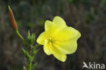 Grote teunisbloem (Oenothera erythrosepala)