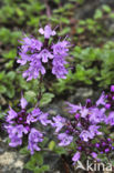 Large Thyme (Thymus pulegioides)