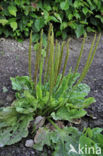 Grote weegbree (Plantago major)