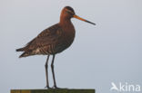 Black-tailed Godwit (Limosa limosa)