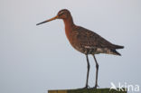 Black-tailed Godwit (Limosa limosa)