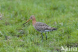 Black-tailed Godwit (Limosa limosa)