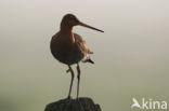 Black-tailed Godwit (Limosa limosa)