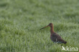 Black-tailed Godwit (Limosa limosa)