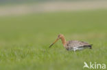 Black-tailed Godwit (Limosa limosa)