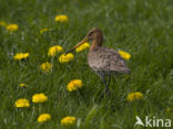 Black-tailed Godwit (Limosa limosa)