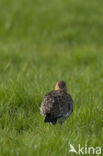 Black-tailed Godwit (Limosa limosa)