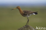 Black-tailed Godwit (Limosa limosa)