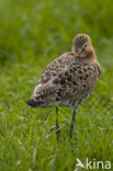 Black-tailed Godwit (Limosa limosa)