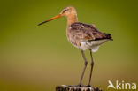 Grutto (Limosa limosa)