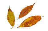 Haagbeukbladige esdoorn (Acer carpinifolium)
