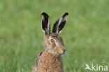 Haas (Lepus europaeus)