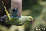Rose-ringed Parakeet (Psittacula krameri)