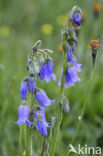 Harig klokje (Campanula barbata)