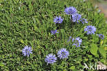 Globe Daisy (Globularia cordifolia)