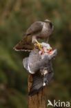 Havik (Accipiter gentilis)