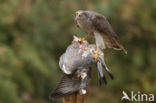 Havik (Accipiter gentilis)