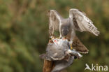 Havik (Accipiter gentilis)