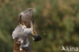 Havik (Accipiter gentilis)