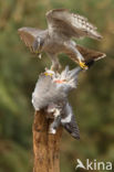 Havik (Accipiter gentilis)