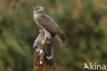 Havik (Accipiter gentilis)