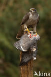 Havik (Accipiter gentilis)