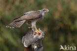 Havik (Accipiter gentilis)