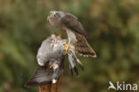 Havik (Accipiter gentilis)