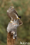 Havik (Accipiter gentilis)