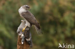 Havik (Accipiter gentilis)