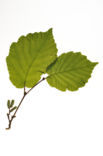 Hazel (Corylus avellana)