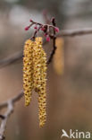 Hazelaar (Corylus avellana)