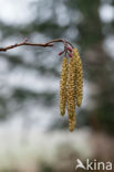 Hazelaar (Corylus avellana)