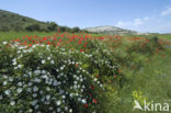 Short-styled Field-rose (Rosa stylosa)