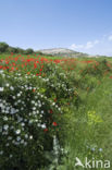 Short-styled Field-rose (Rosa stylosa)