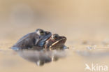 Moor Frog (Rana arvalis)