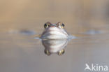 Heikikker (Rana arvalis)