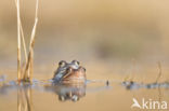 Moor Frog (Rana arvalis)