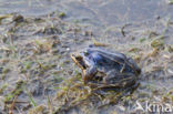 Heikikker (Rana arvalis)