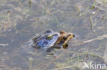 Moor Frog (Rana arvalis)