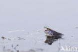 Moor Frog (Rana arvalis)