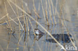 Moor Frog (Rana arvalis)