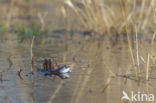 Moor Frog (Rana arvalis)