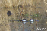 Moor Frog (Rana arvalis)