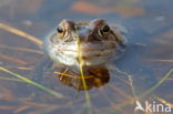 Moor Frog (Rana arvalis)