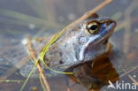 Moor Frog (Rana arvalis)