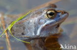 Moor Frog (Rana arvalis)