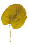 Common Lime (Tilia x vulgaris)