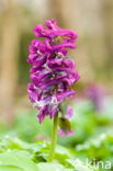 Hollow-root (Corydalis cava)