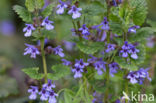 Ground Ivy (Glechoma hederacea)